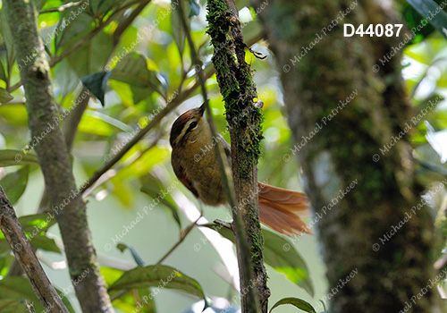 Pallid Spinetail (Cranioleuca pallida)